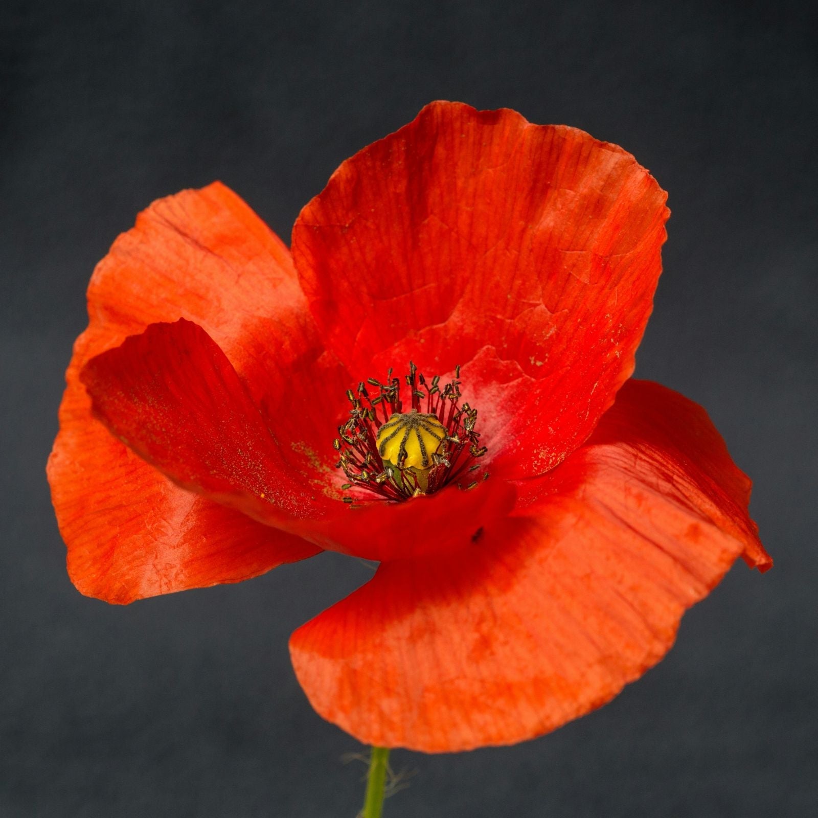 8 ans - Noces de coquelicot