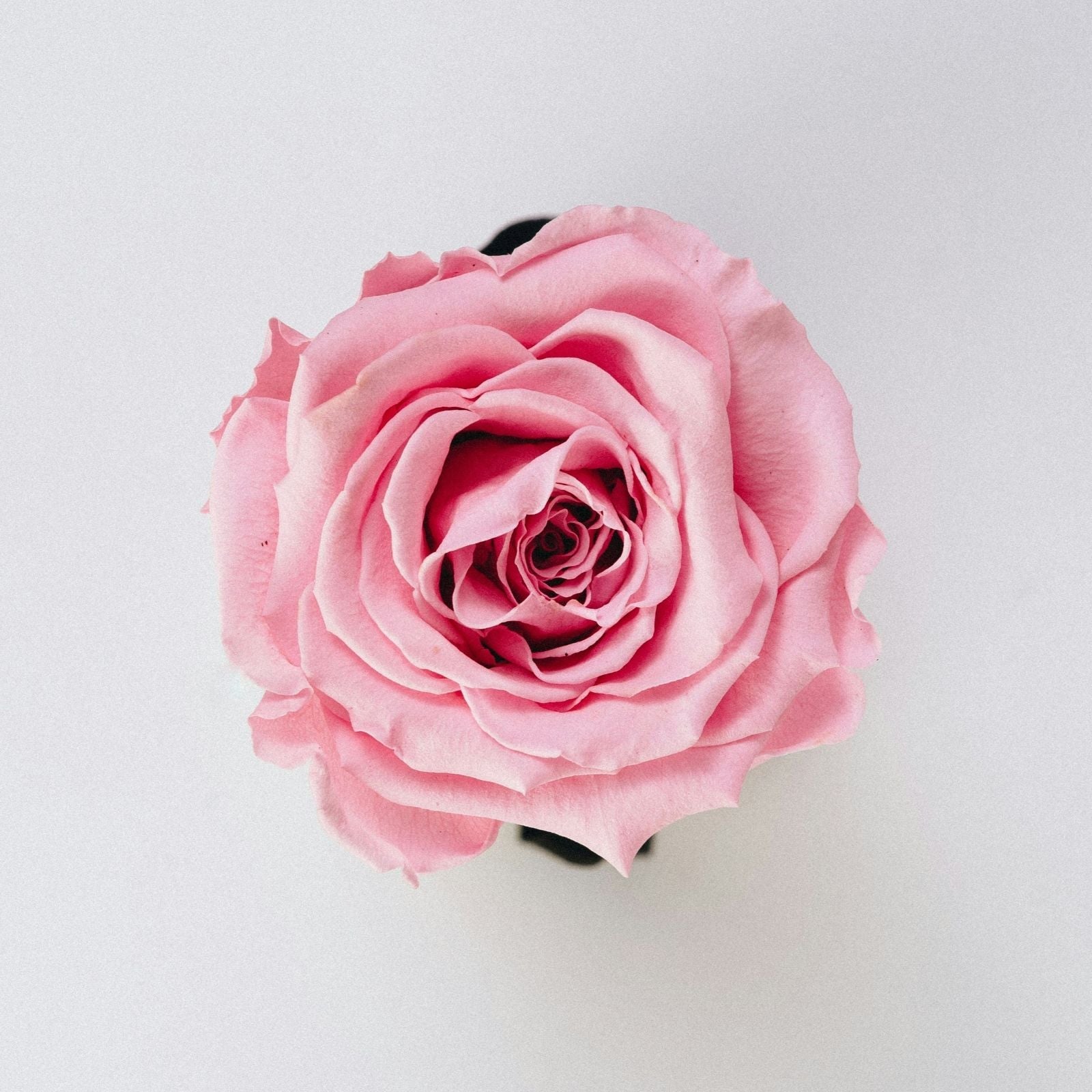 17 ans - Noces de rose