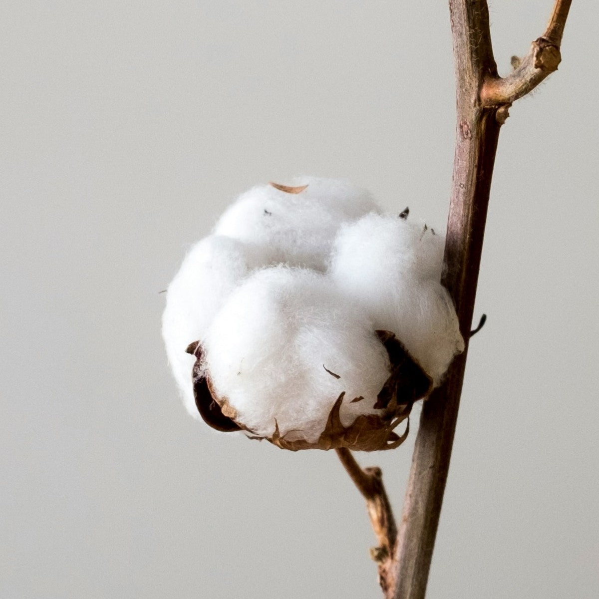 1 an - Noces de coton