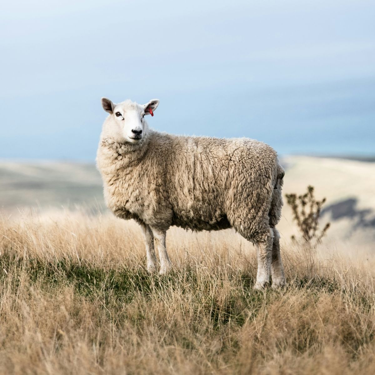 Un parrainage de mouton