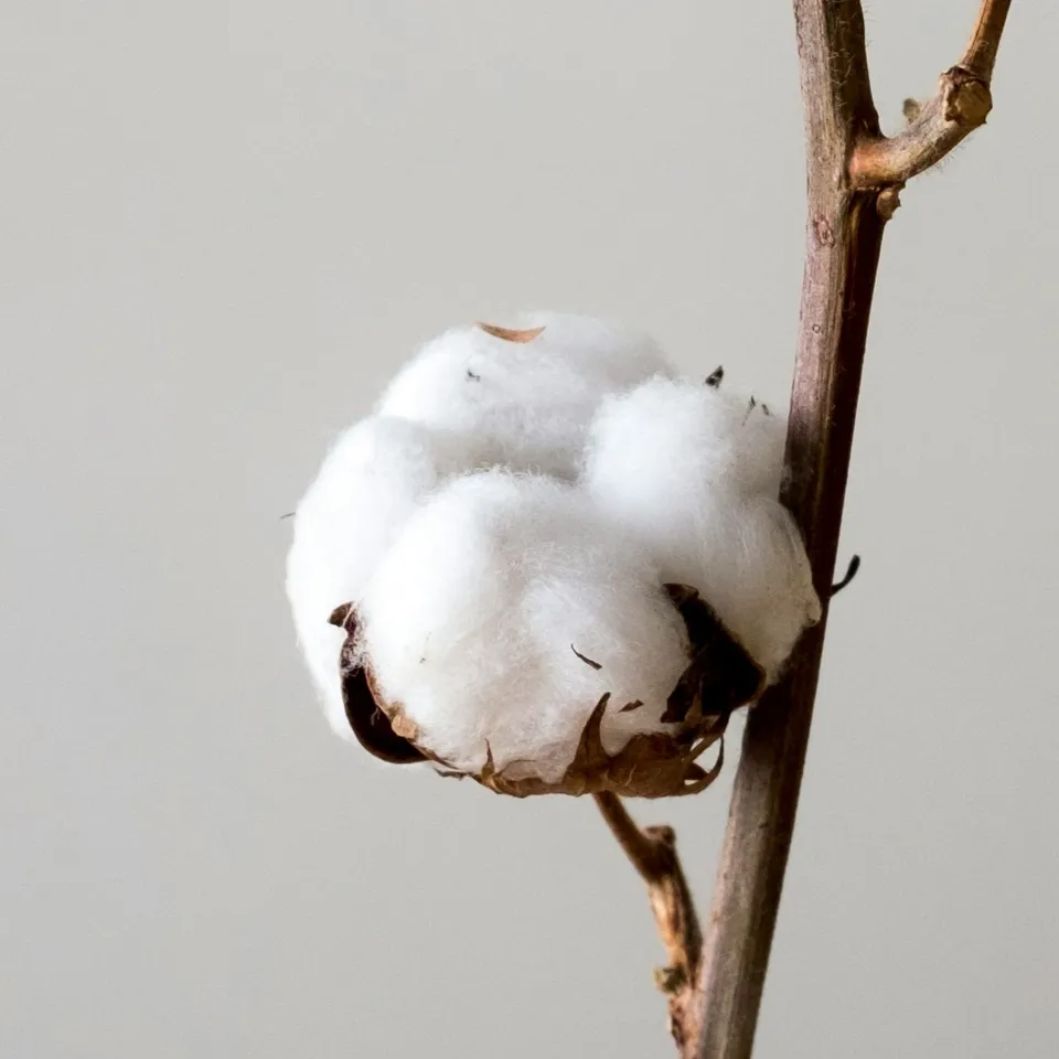 Capsules de coton ouvertes sur leur tige