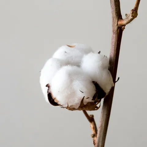 Capsules de coton ouvertes sur leur tige