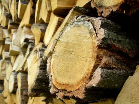 Bûches de bois coupées, cernes visibles