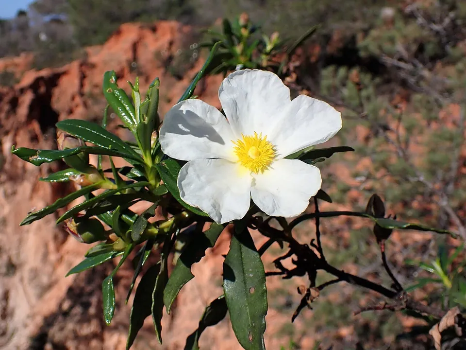 Fleur de ciste ladanifère, plante qui donne au parfum chypré sa note résineuse