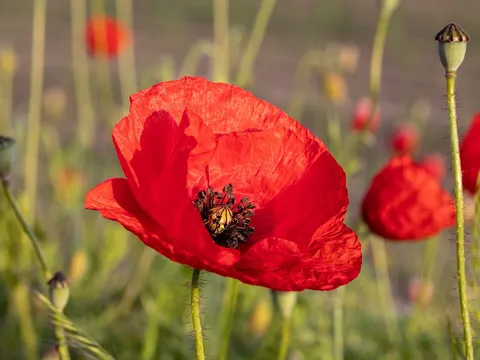 Coquelicots en fleur au bord d'un champ