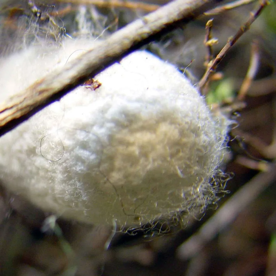 Cocon de ver à soie blanc, aux fils encore visibles
