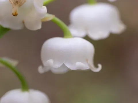 Clochettes blanches de muguet sur leur tige