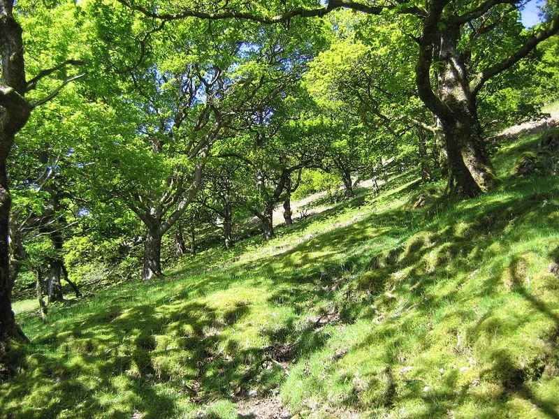 Forêt de chênes sessiles au printemps