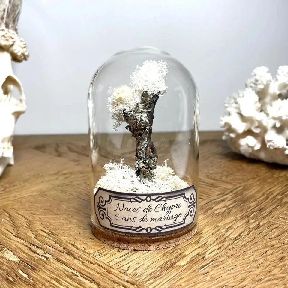 Fleurs séchées sous cloche de verre, étiquetée noces de chypre