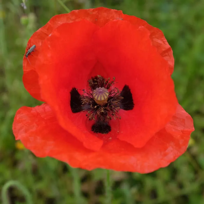 Fleur de coquelicot rouge épanouie