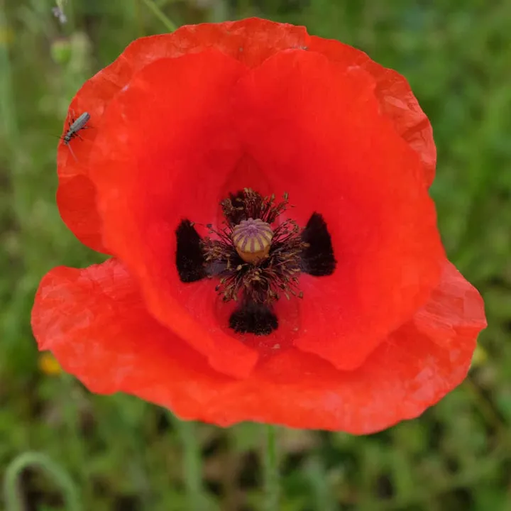 Fleur de coquelicot rouge épanouie