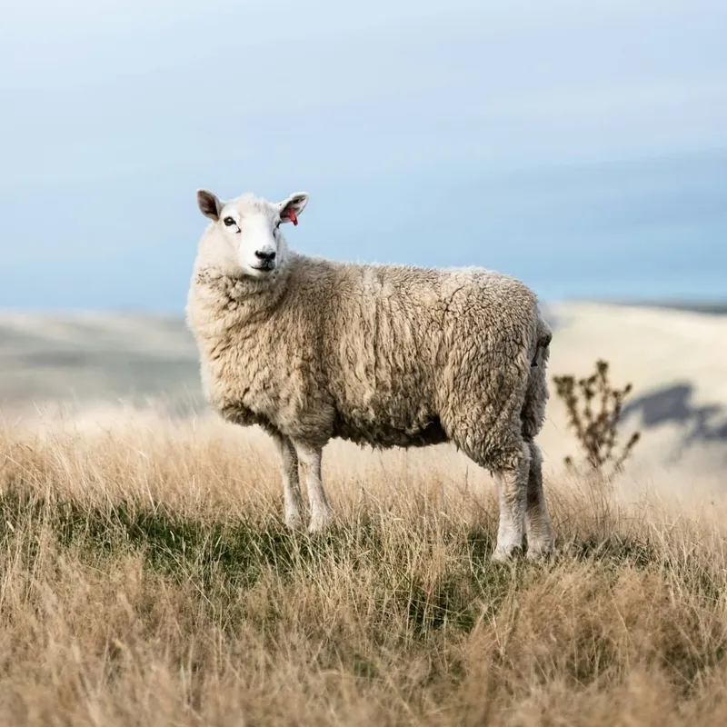 Mouton dans une prairie d'herbes hautes