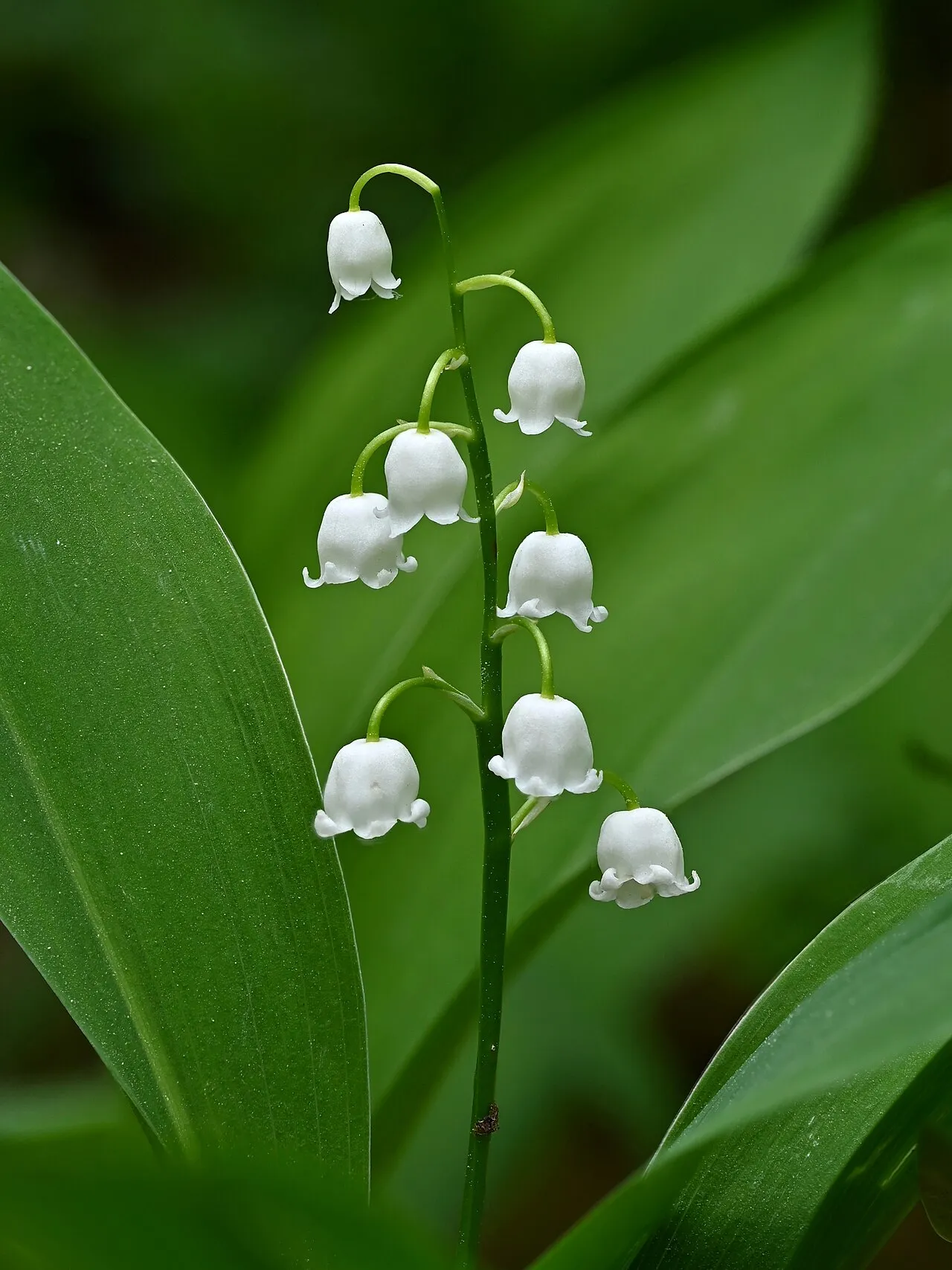 Brin de muguet en fleur entre ses grandes feuilles vertes