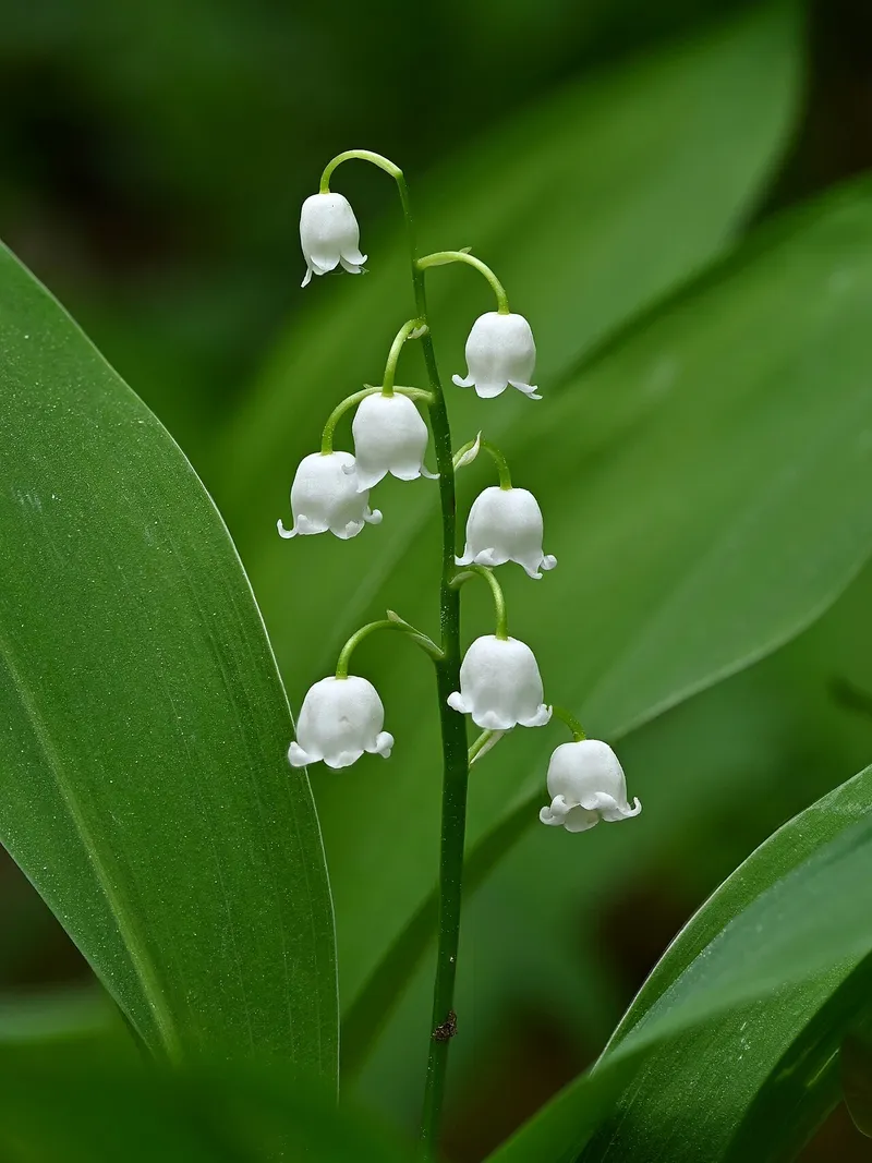 Brin de muguet en fleur entre ses grandes feuilles vertes