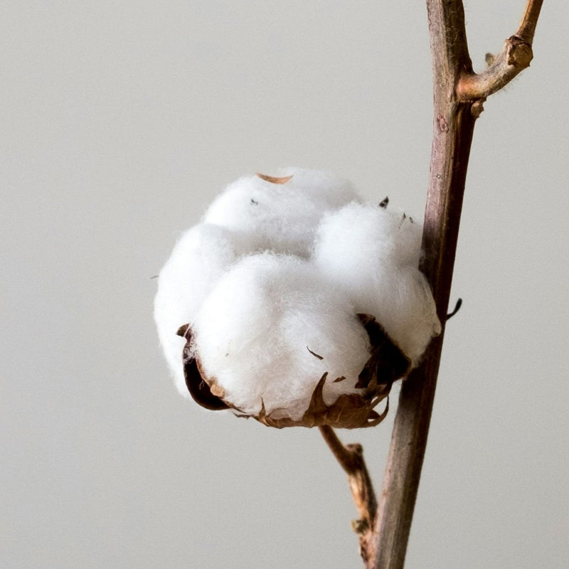 1 an - Noces de coton