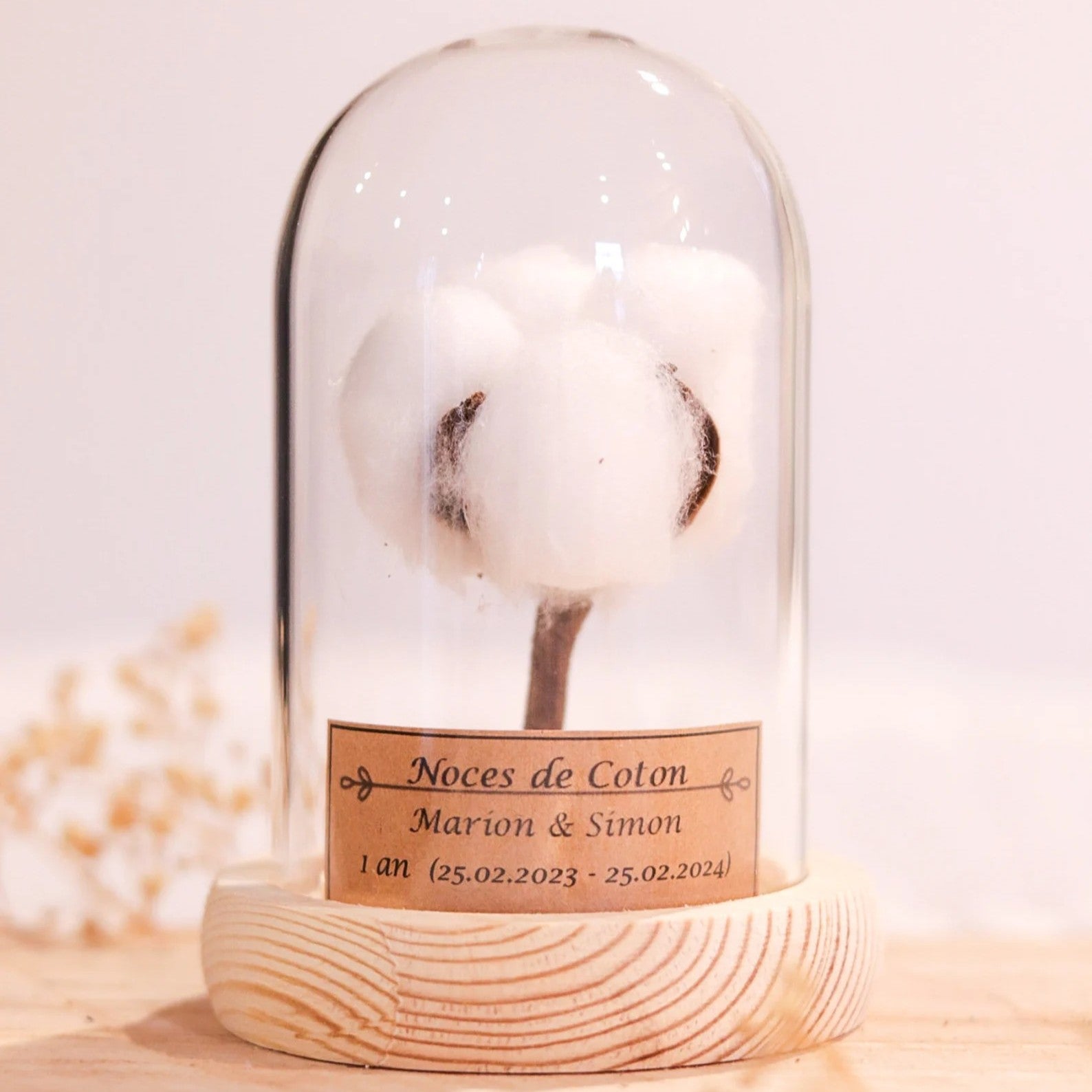 Une fleur de coton sous cloche