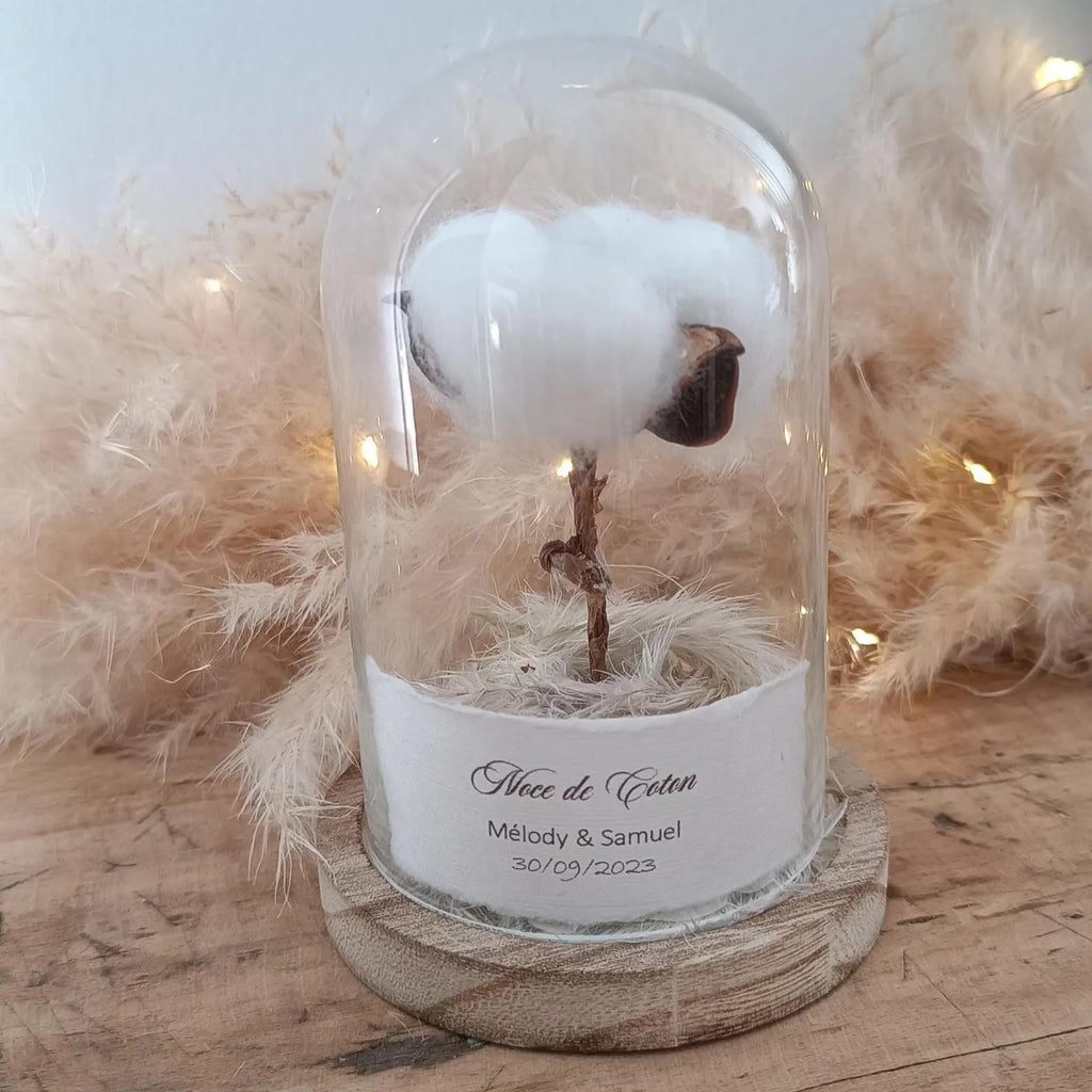 Une fleur de coton sous cloche