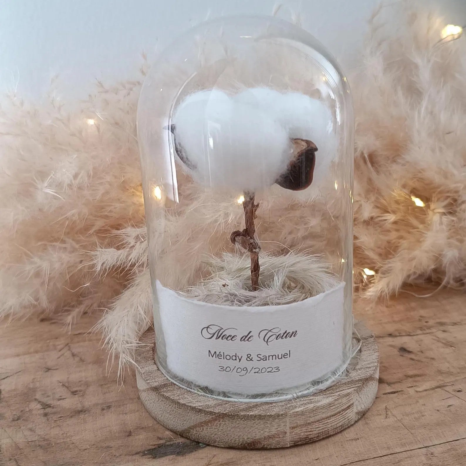 Une fleur de coton sous cloche
